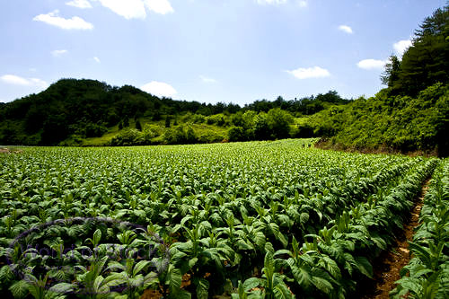 Tobacco Fields